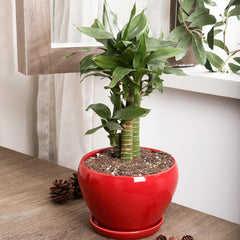 vicrays Ceramic Plant Pots Indoor - 6.5 Inch Planter Pot with Drainage Hole and Saucer for Succulent Orchid Flower Herbs Cactus - Ideal for Gardening Home Desktop Office Decor - Red