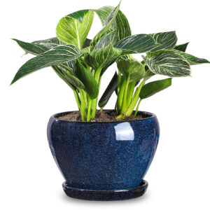 Vicrays Ceramic Plant Pots Indoor