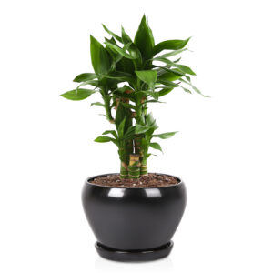 vicrays Ceramic Plant Pots Indoor - 6.5 Inch Planter Pot with Drainage Hole and Saucer for Succulent Orchid Flower Herbs Cactus - Ideal for Gardening Home Desktop Office Decor - Black