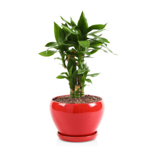 vicrays Ceramic Plant Pots Indoor - 6.5 Inch Planter Pot with Drainage Hole and Saucer for Succulent Orchid Flower Herbs Cactus - Ideal for Gardening Home Desktop Office Decor - Red